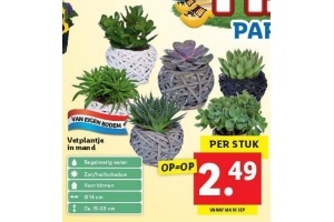 vetplantje in mand