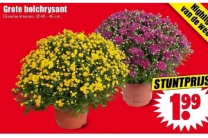 grote bolchrysant