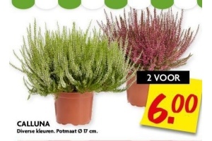 calluna