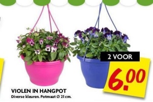 violen in hangpot