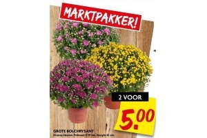 grote bolchrysant