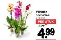 vlinderorchidee