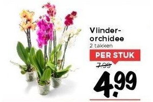 vlinderorchidee