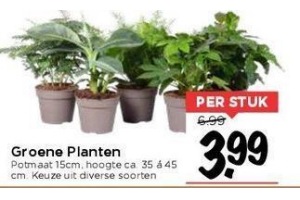 groene planten