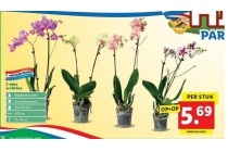 2 taks orchidee