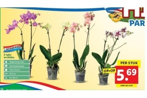 2 taks orchidee