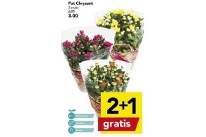 pot chrysant