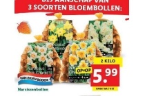 narcissenbollen