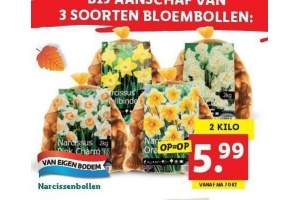 narcissenbollen