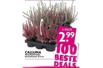 calluna