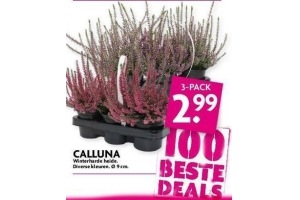 calluna