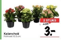 kalanchoe