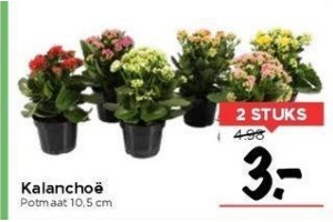 kalanchoe