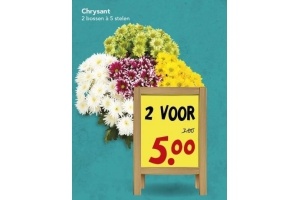 chrysant