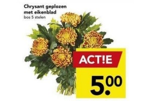 chrysant geplozen met eikenblad