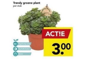 trendy groene plant