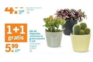 alle ah vetplanten cactussen en groene planten in pot