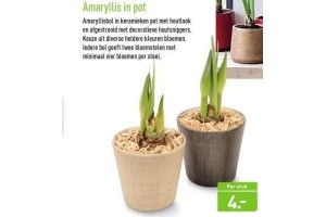 amaryllis in pot