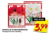 amaryllis in geschenkdoos