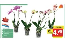 2 taks orchidee