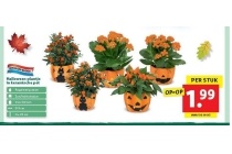 halloween plantje in keramische pot