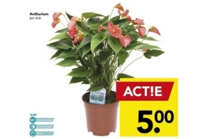 anthurium