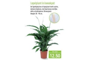 lepelplant in kweekpot