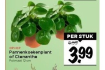 pannenkoekenplant of ctenanthe