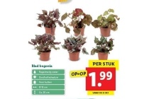 blad begonia