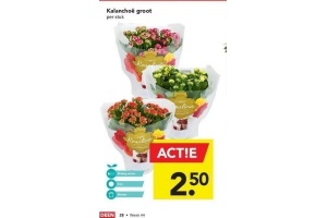 kalanchoe groot