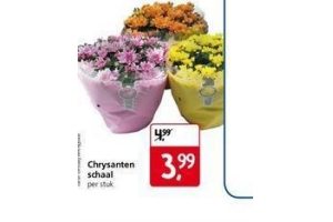 chrysanten