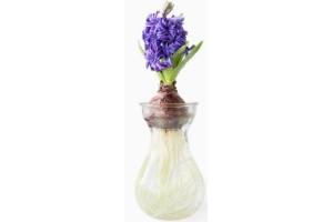 lidl hyacint in glas