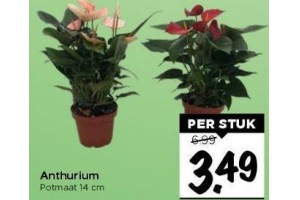 anthurium