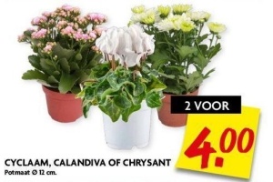 cyclaam calandiva of chrysant