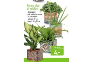 groene plant of vetplant