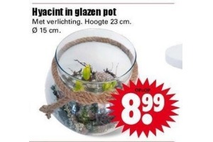 hyacint in glazen pot