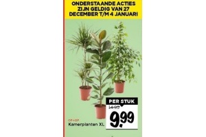 kamerplanten xl