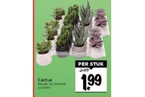 cactus