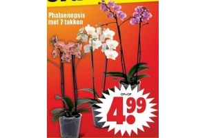 phalaenopsis met 2 takken