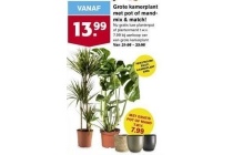 grote kamerplant met pot of mand mix en match