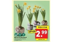 narcis in dierenpot