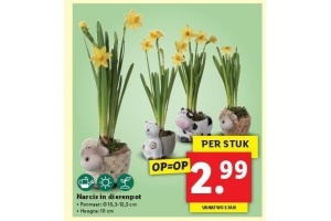 narcis in dierenpot