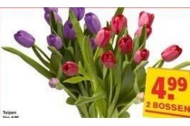 tulpen