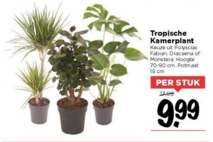 tropische kamerplant