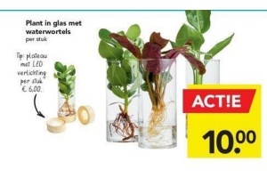 plant in glas met waterwortels