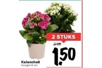 kalanchoe