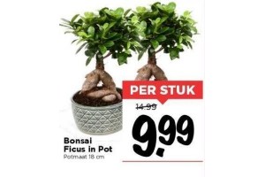 bonsai ficus in pot