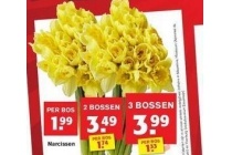 narcissen