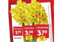 narcissen