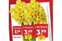 narcissen